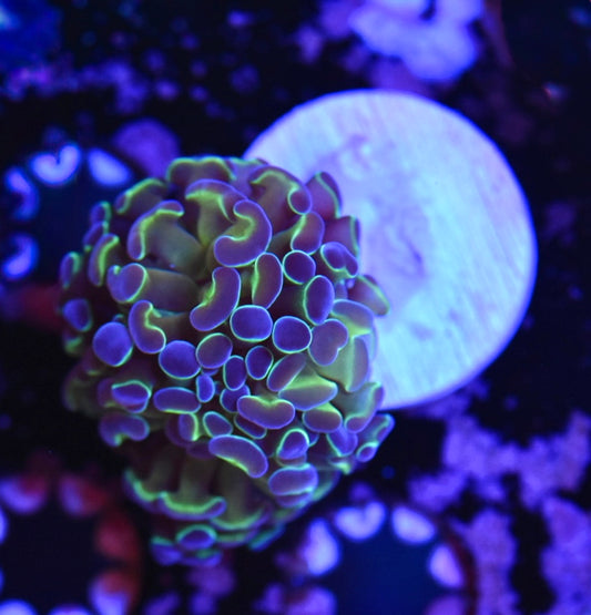 WYSIWYG Hologram Hammer 1.5"