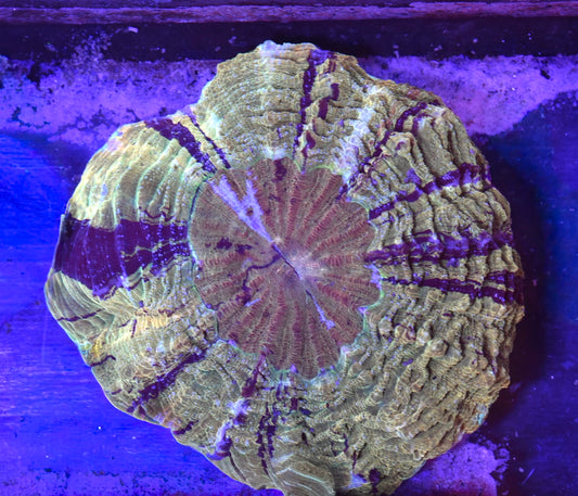 WYSIWYG Incredible Rainbow Acanthophyllia 7" (INSANE!)