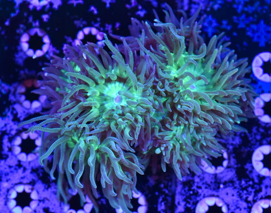 WYSIWYG XL Duncan Colony 4" (WOW!)