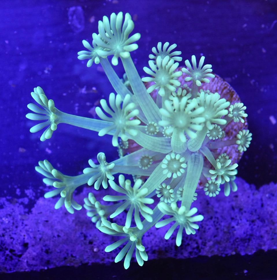 WYSIWYG Ultra Alveopora 2"