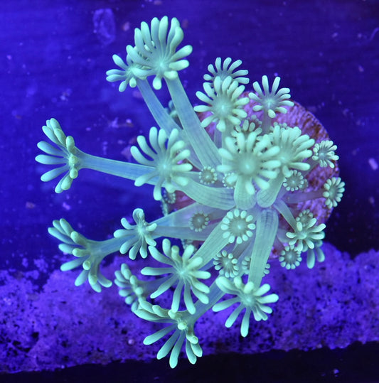 WYSIWYG Ultra Alveopora 2"