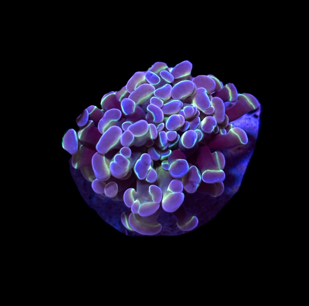WYSIWYG Hologram Hammer Coral (NICE!)
