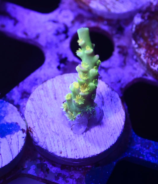 WYSIWYG Walt Disney ACropora 1"