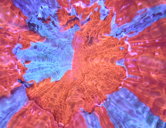 WYSIWYG Ultra Rainbow Acanthophyllia 3.5"
