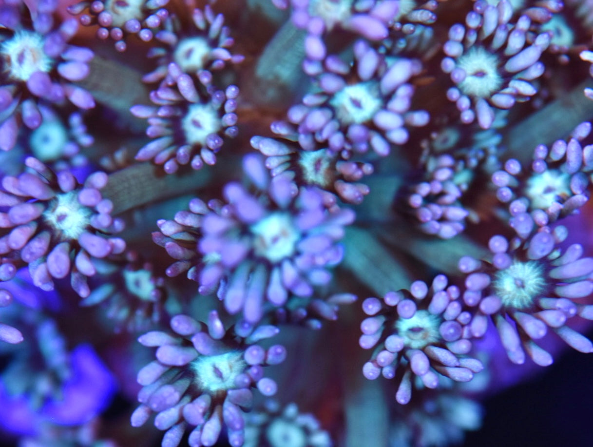 WYSIWYG XL Psycho Rainbow Goniopora Colony 3.5" (WOW!)