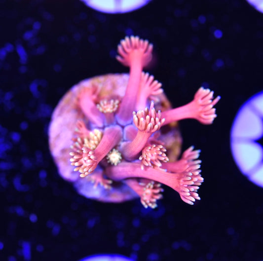 WYSIWYG Starburst Goniopora 1"