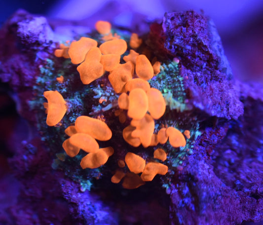 WYSIWYG Sunkist Bounce Mushroom 1" (BRIGHT!)