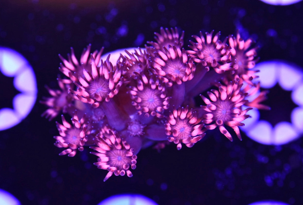 WYSIWYG Pink Shades Goniopora 1.5"
