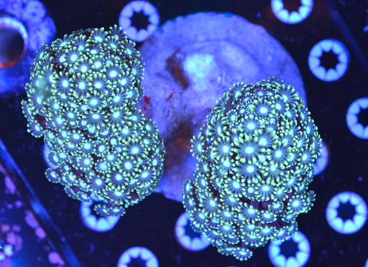 WYSIWYG XXL Branching Alveopora Colony 5" (WOW!)