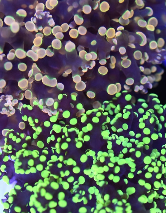 WYSIWYG Octospawn Combo Frag 3.5" (UNIQUE!)