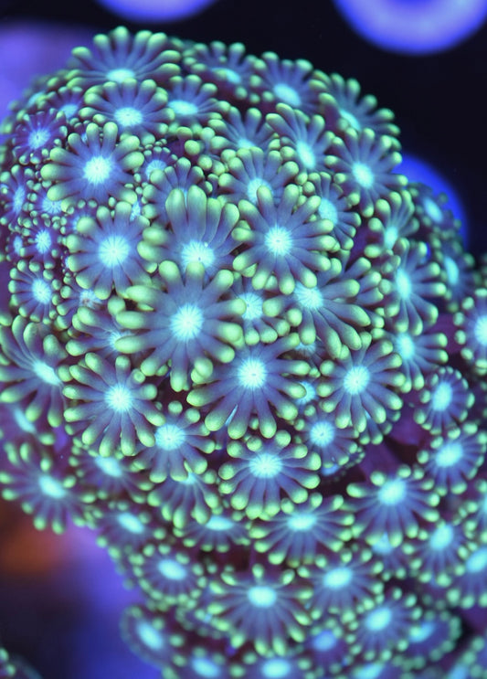 WYSIWYG XXL Branching Alveopora Colony 5" (WOW!)