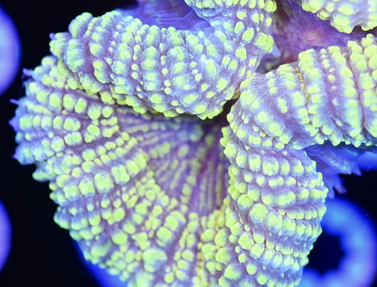 WYSIWYG Lemon Drop Lobophyllia 4" (UNIQUE!)