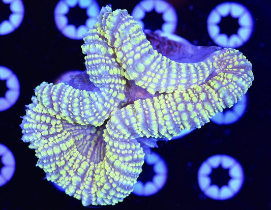 WYSIWYG Lemon Drop Lobophyllia 4" (UNIQUE!)