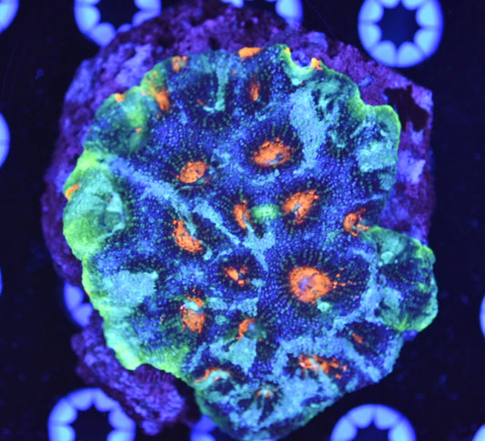 WYSIWYG Incredible Rainbow Acan Echinata Colony 3.5" (INSANE!)