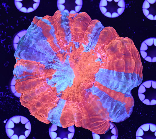 WYSIWYG Ultra Rainbow Acanthophyllia 3.5"