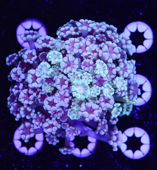 WYSIWYG Mixed Rainbow Alveopora Colony 2.5" (RARE!)