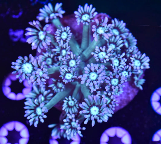 WYSIWYG XL Psycho Rainbow Goniopora Colony 3.5" (WOW!)