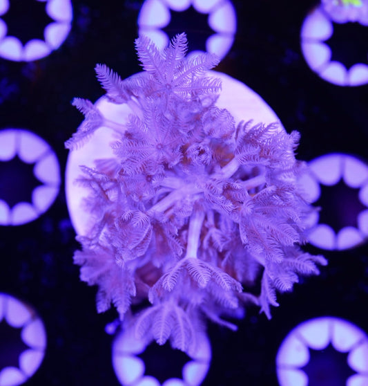 WYSIWYG Pulsing Xenia 1.5"