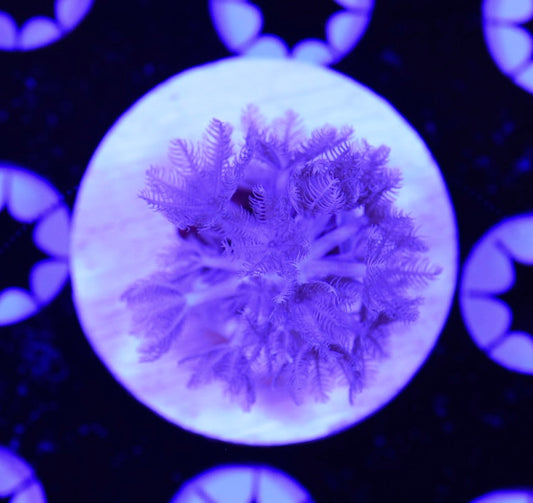 WYSIWYG Pulsing Xenia 1"