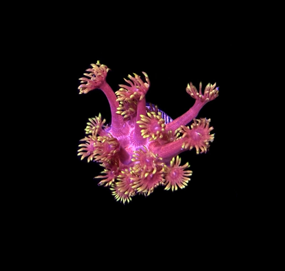 WYSIWYG Flame Thrower Goniopora 1.5"