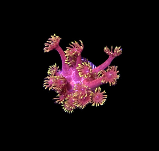 WYSIWYG Flame Thrower Goniopora 1.5"