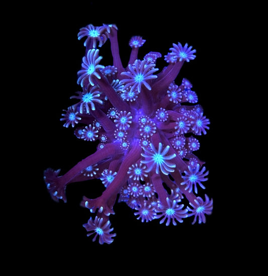 WYSIWYG Ultra Alveopora 2.5"
