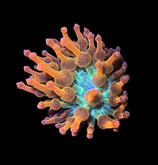 WYSIWYG Hawaiian Punch Bubble Tip Anemone 2.5"