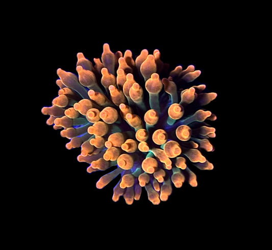 WYSIWYG Sherman Bubble Tip Anemone 2.5"