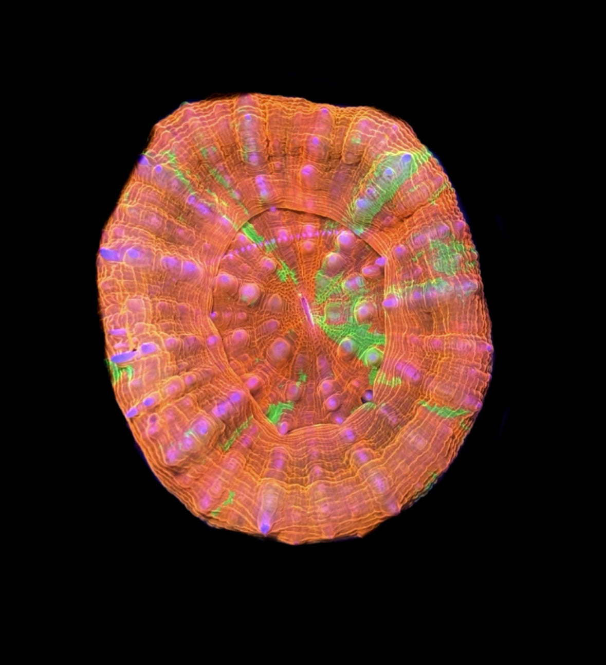 WYSIWYG Reverse Bleeding Apple Scolymia 2" (BRIGHT!)