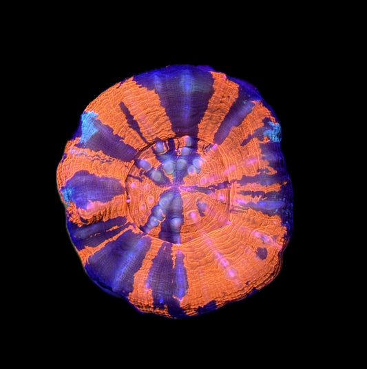 WYSIWYG Warpaint Scolymia 2" (NICE!)