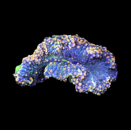 WYSIWYG Rainbow Yuma Mushroom 2.5" (UNIQUE!)