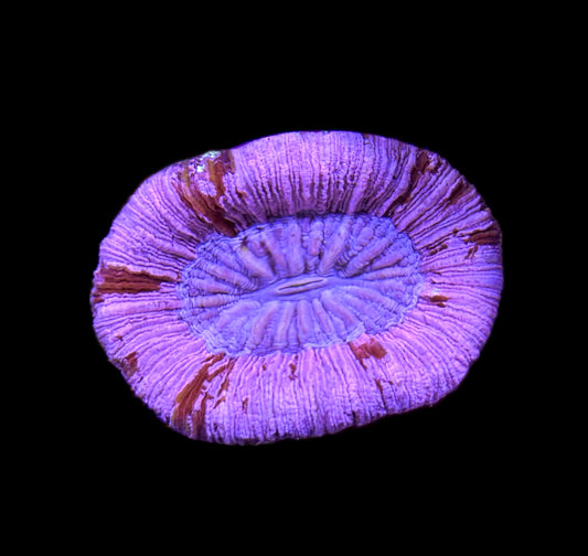 WYSIWYG True Pink Trachyphyllia 2.5"
