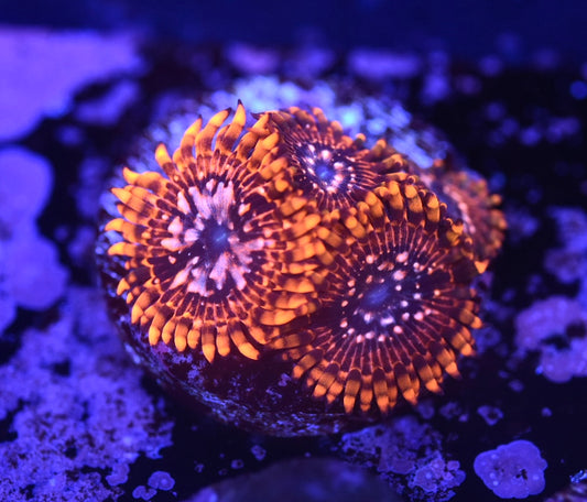 WYSIWYG Utter Chaos Zoanthids (WOW!)