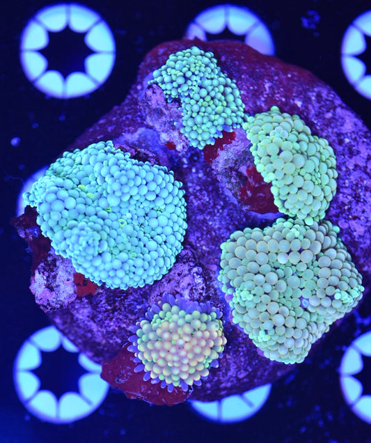WYSIWYG Mixed Rainbow Ricordea Mushroom Colony 3.5" (WOW!)