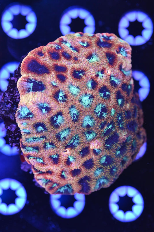 WYSIWYG Rainbow Splatter Favia Colony 3.5" (WOW!)