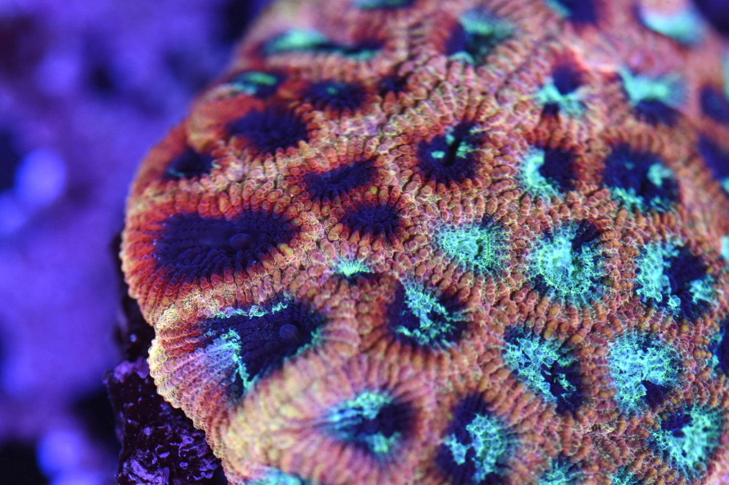 WYSIWYG Rainbow Splatter Favia Colony 3.5" (WOW!)