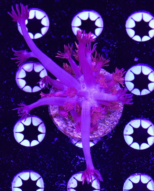 WYSIWYG Grafted Confetti Goniopora 2.5"