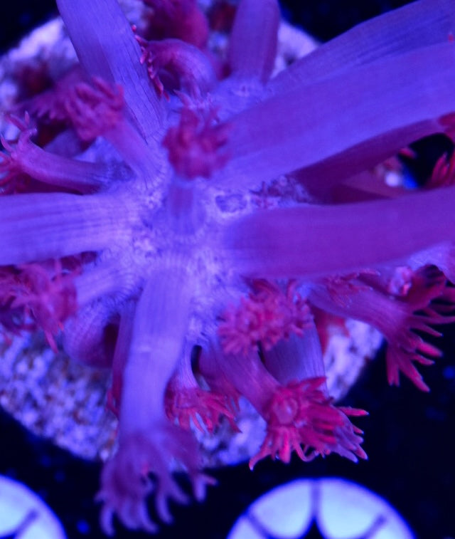 WYSIWYG Grafted Confetti Goniopora 2.5"