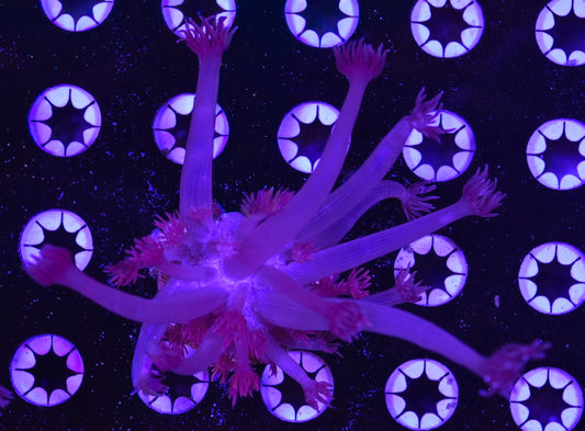 WYSIWYG Grafted Confetti Goniopora 2.5"