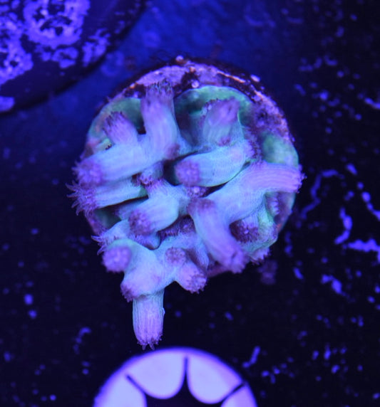 WYSIWYG Blue Branching Cyphastrea 1" (WOW!)