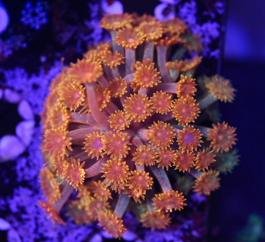 WYSIWYG Burning Sunset Micro Goniopora 1"