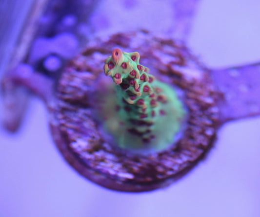 WYSIWYG Strawberry Shortcake ACropora 1"