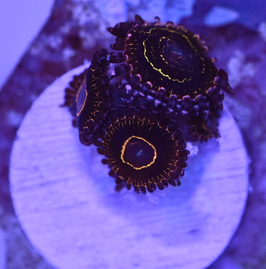 WYSIWYG Stratosphere Zoanthids (WOW!)