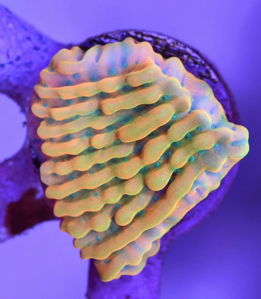 WYSIWYG Beach Bum Montipora 1.5"