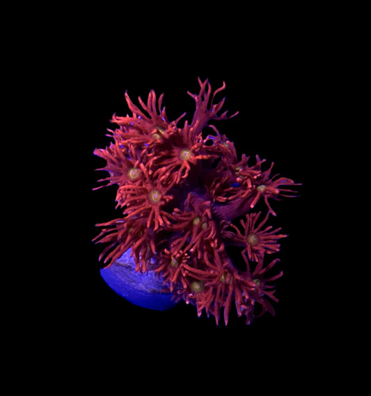 WYSIWYG Ultra Red Goniopora 1.5" (WOW!)
