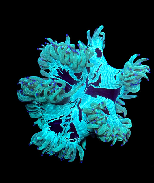 WYSIWYG Ultra Teal Elegance 3.5"