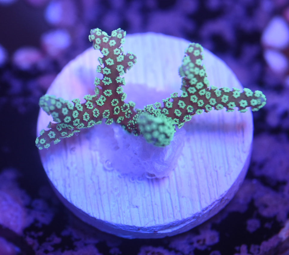 WYSIWYG ORA Teal Birdsnest 1"