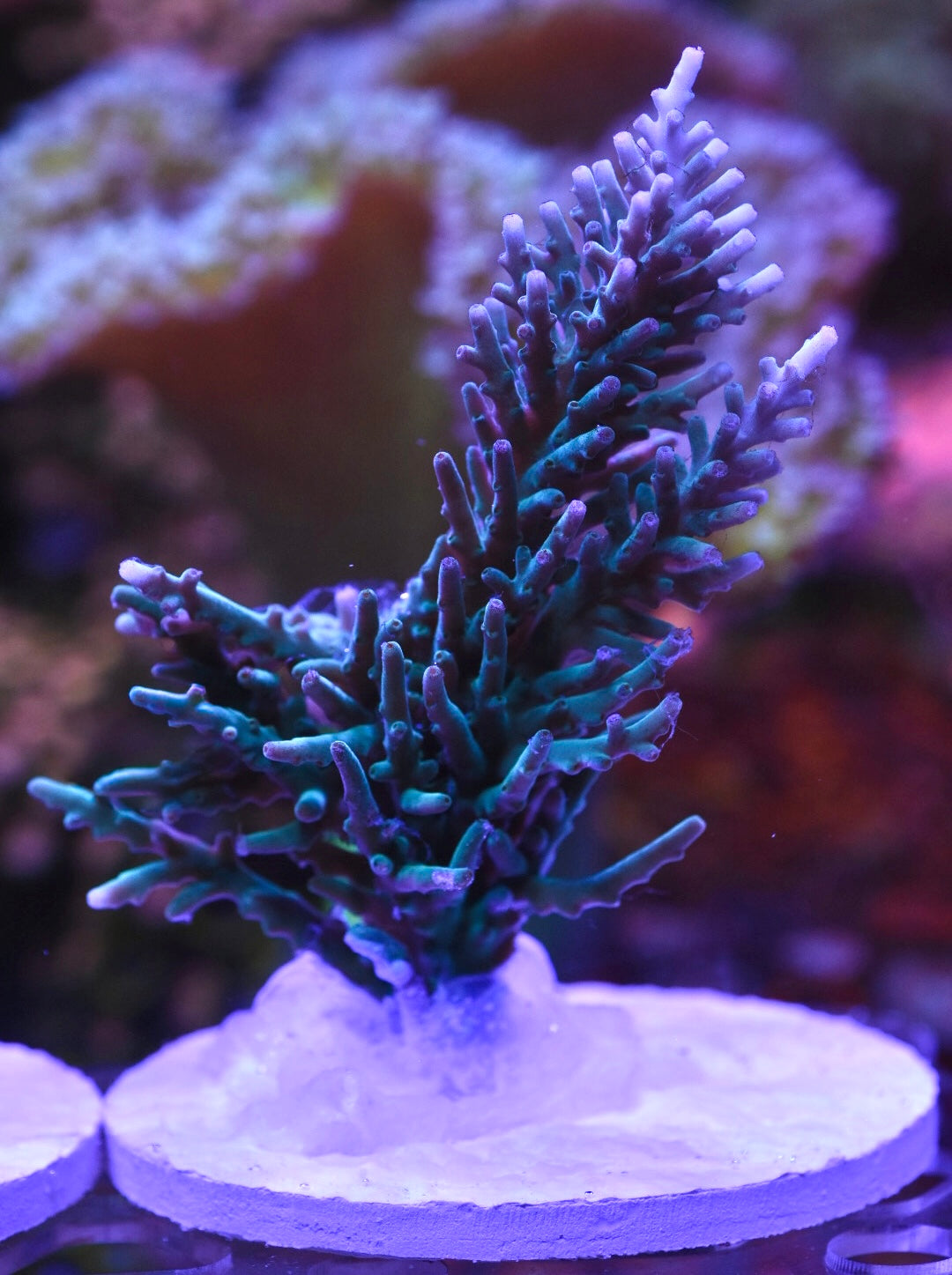 WYSIWYG XXL Blue Hawkins Echinata Acropora Colony 4.5" (HUGE!)