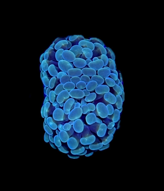 WYSIWYG Blue Hammer 2"