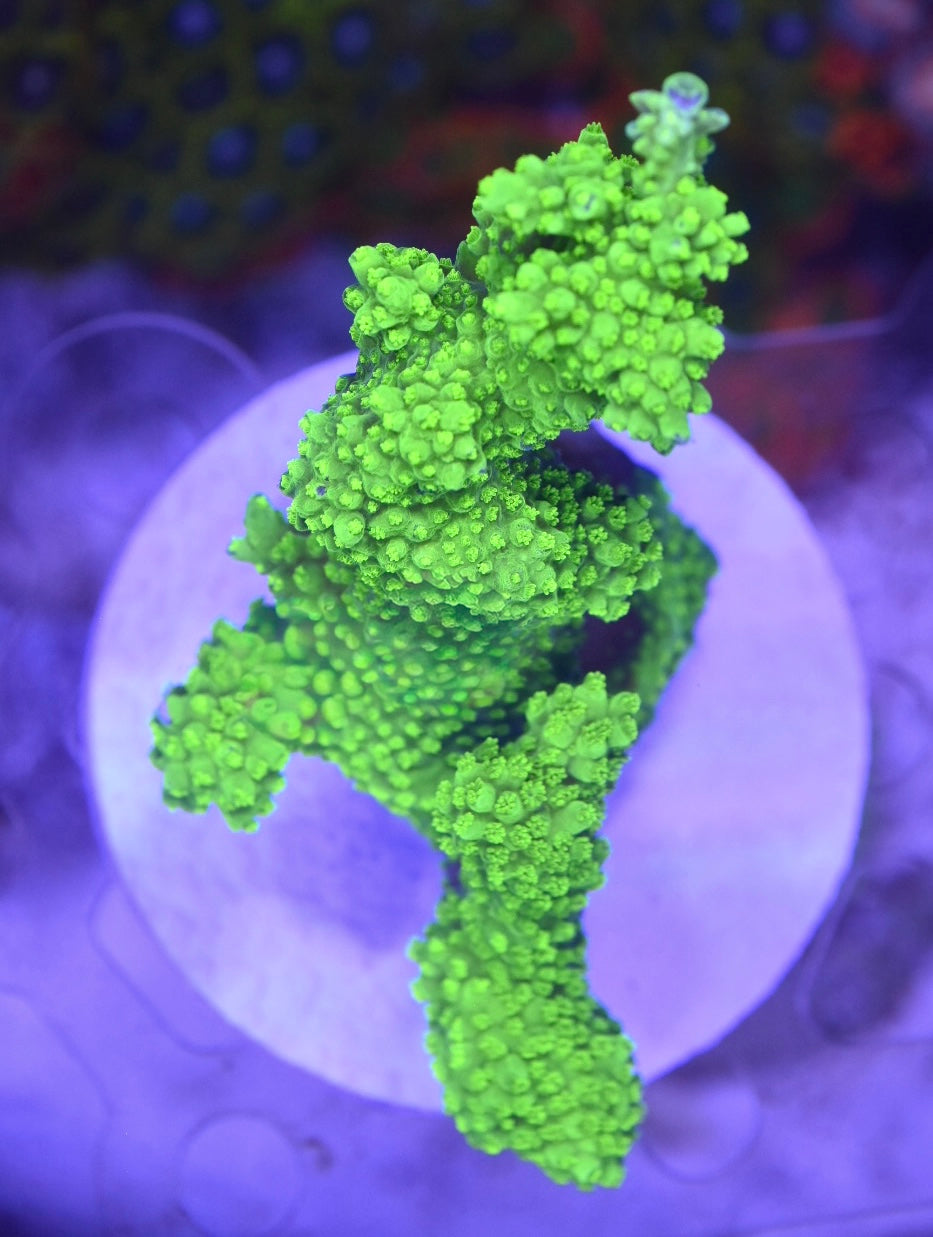 WYSIWYG XXL Green Slimer ACropora Colony 4.5" (HUGE!)